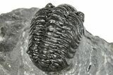 Phacopid (Adrisiops) Trilobite - Jbel Oudriss, Morocco #251625-4